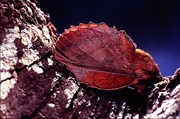 Feuille morte du chene.jpg
